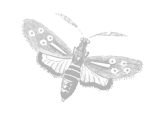 Butterfly Illustration (Light Colored, grey)