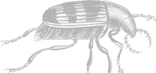 Bug A illustration