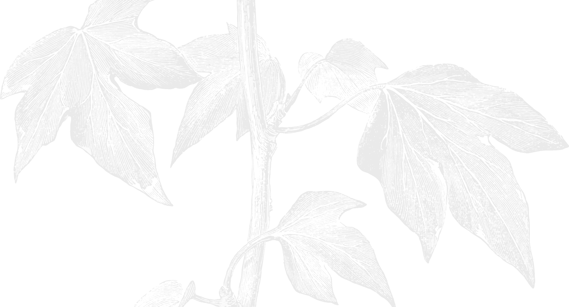 Leaf Illustration