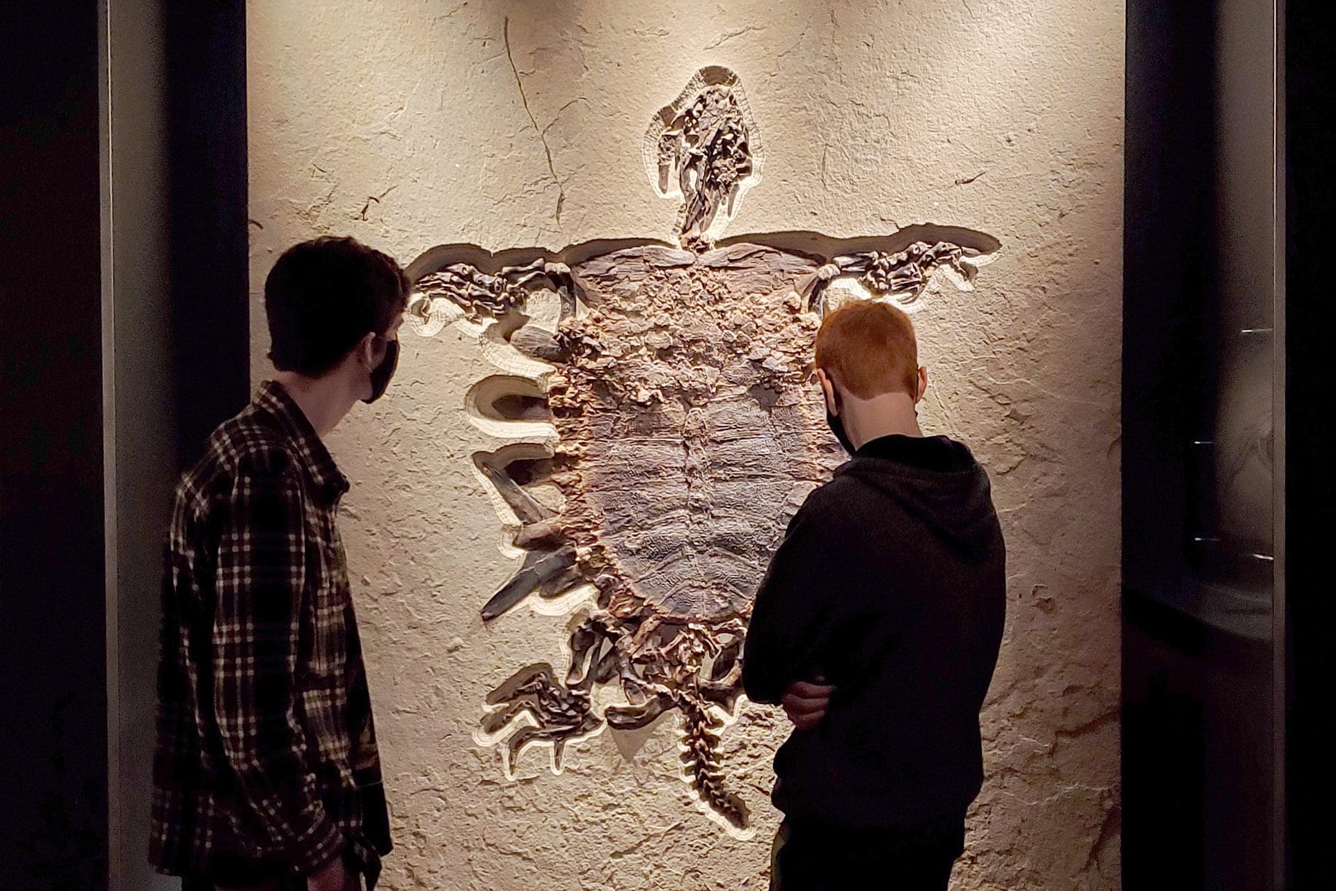 Fossilized Turtle Exhibit