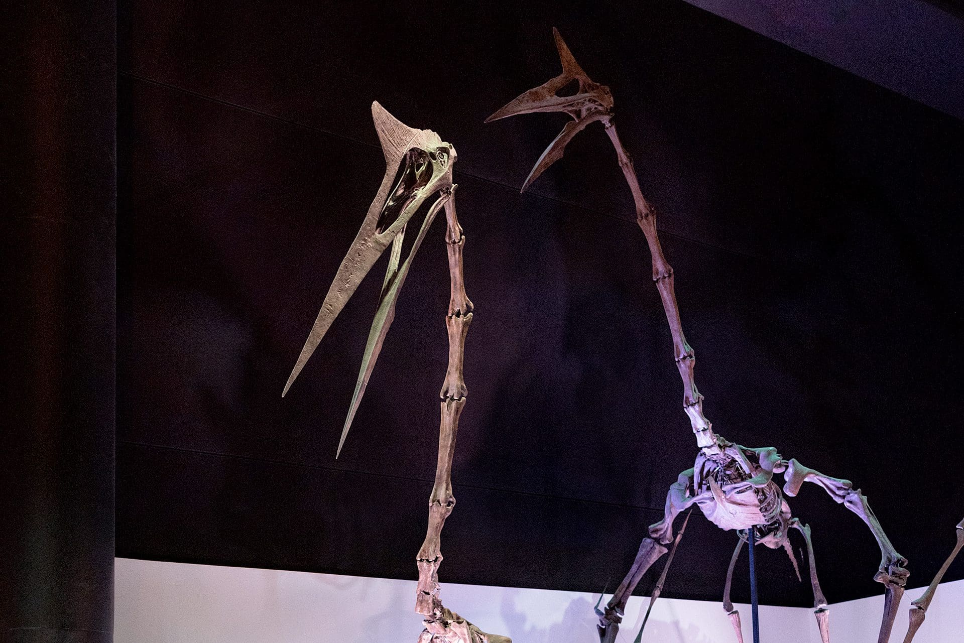 Pterodactyl Skeleton