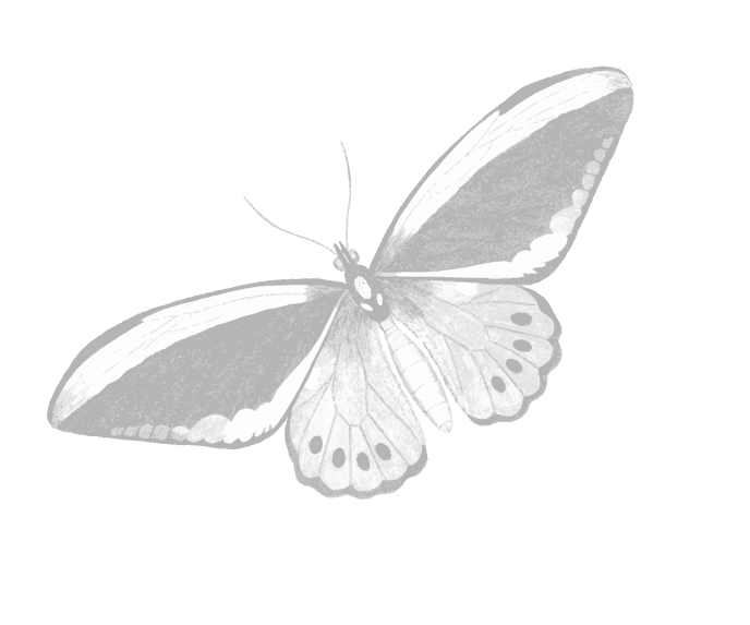 Butterfly Illustration #3 HMNS