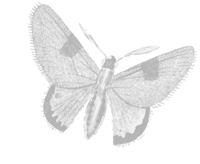 Butterfly Illustration 2