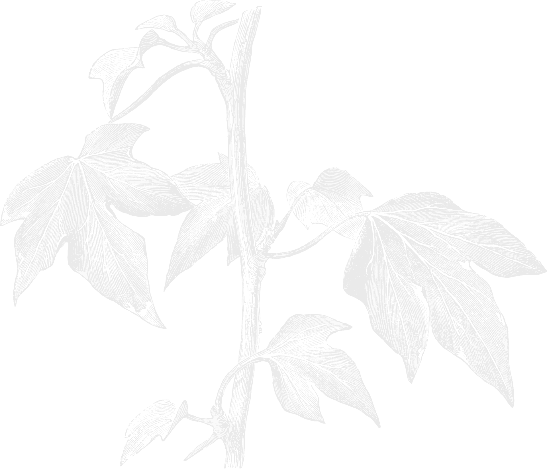 Leaf Illustration