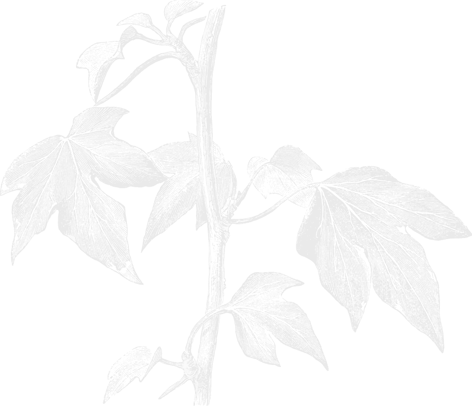 Small Leaves and Vine Illustration