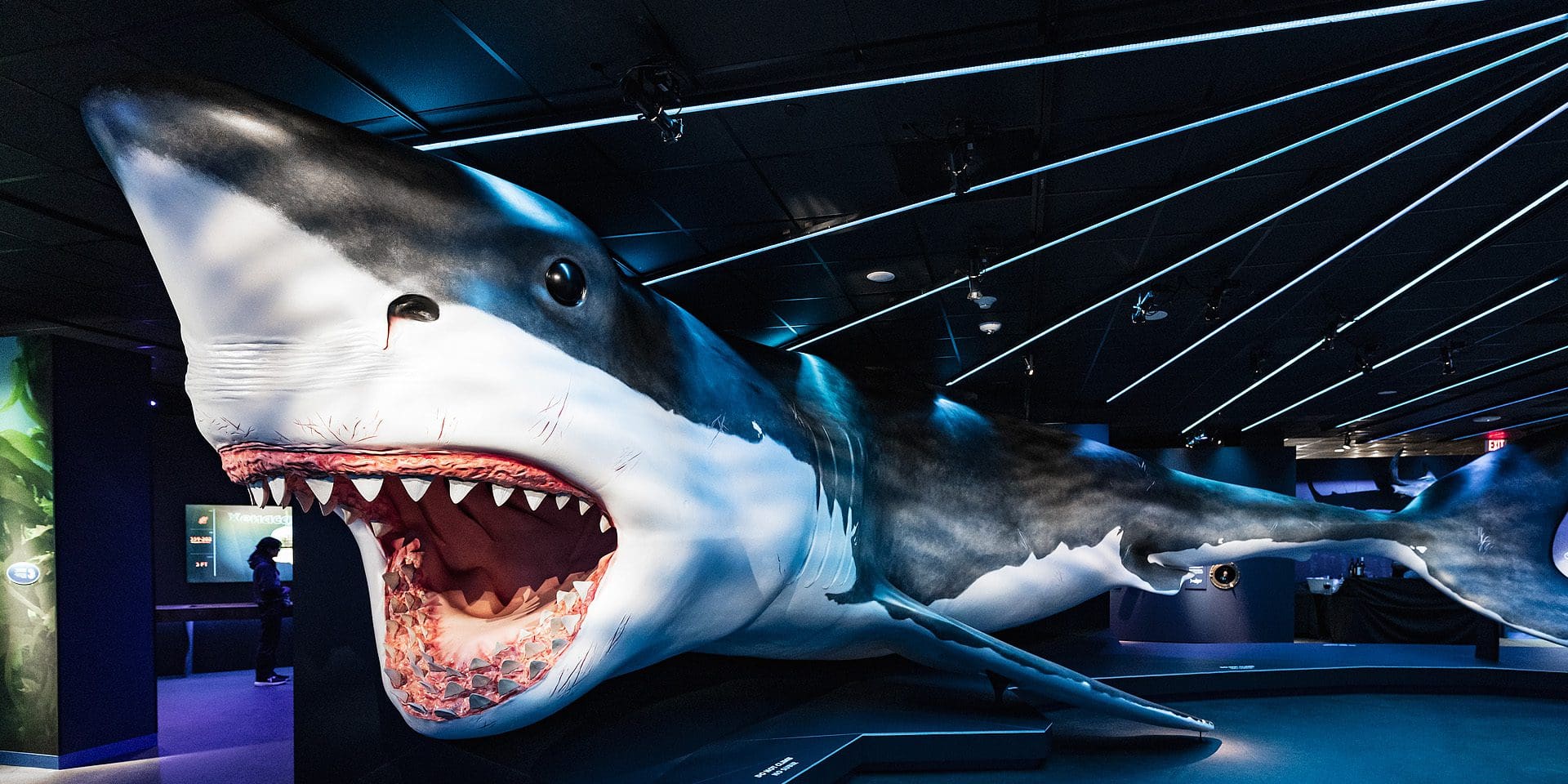 Shark Space Guideline – Black Shark (Global)