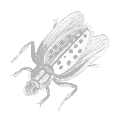 Down Bug Illustration